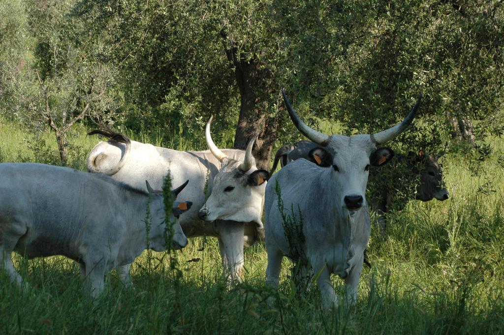 Agriturismo Bio Le Macchie Alte Manciano Kültér fotó